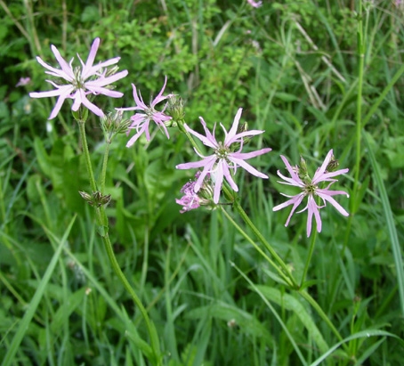 Lychnis   Fleur de coucou